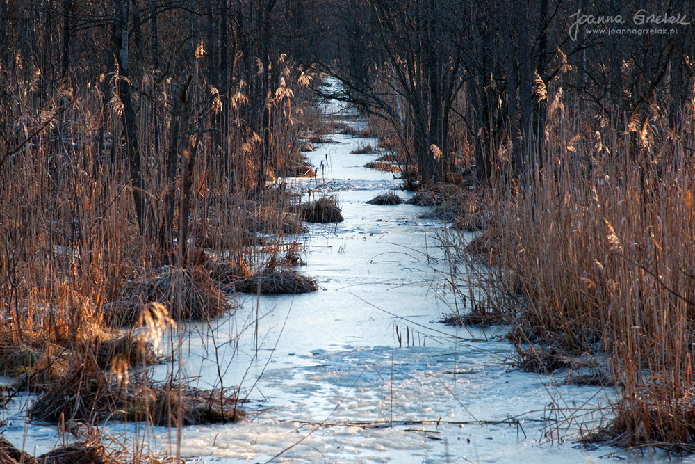 068_Biebrza - kwiecien 2013.jpg